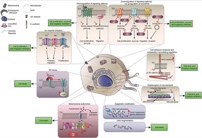 Direct Cytotoxic and Indirect, Immune-Mediated Effects of Local Anesthetics Against Cancer